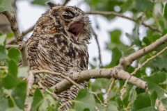 Great-Horned-Owl-187-of-268