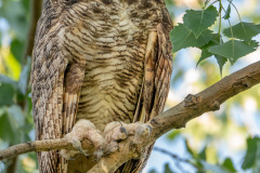 Harry-the-Owl-77