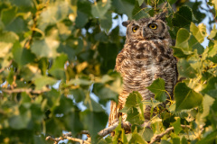 Harry-the-Owl-99