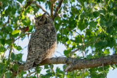 Owl-2242