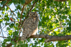 Owl-2256