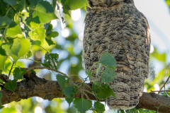 Owl-2279