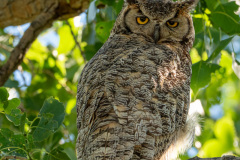 Owl-2295