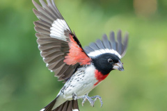Rosebrested-Grosbeak-8624