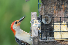 Woodpecker-8599