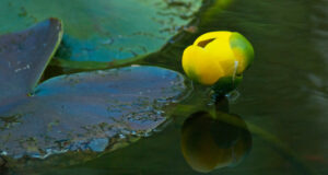A vibrant yellow flower blooms on a lily pad in a tranquil lake in Yellowstone National Park, with a translucent bug perched delicately on the flower’s petal.